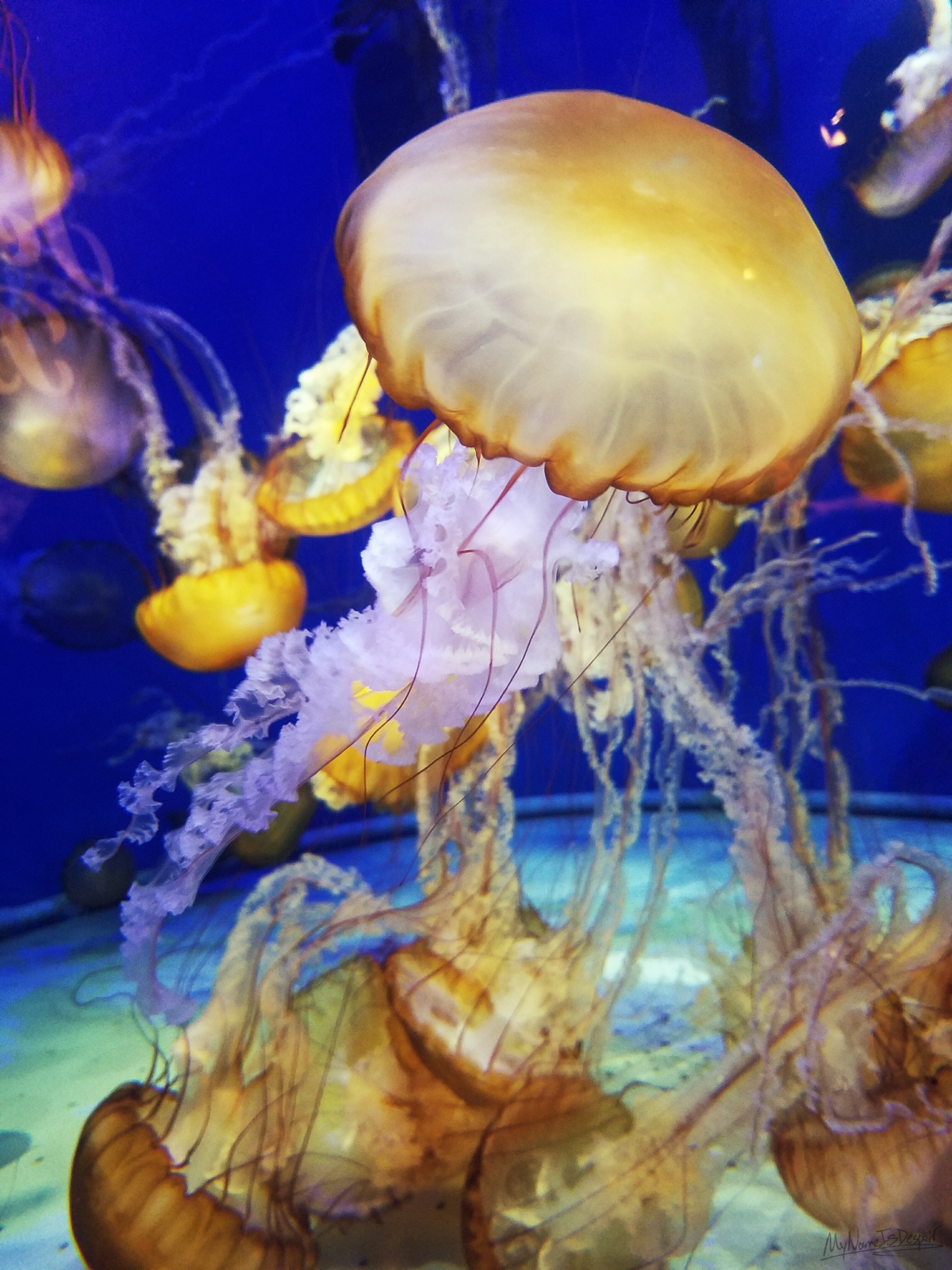 Jellyfish in a tank.